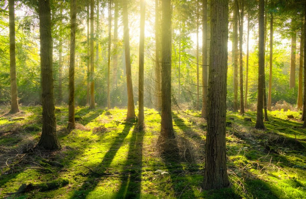 Den Wald vor lauter Bäumen nicht sehen: Hypnose verschafft Ingolstädtern einen Zugang zum Unterbewusstsein.